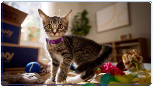 Weekly Economic News Roundup and cat spending