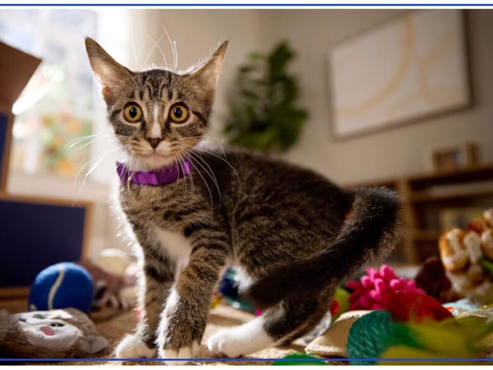 Weekly Economic News Roundup and cat spending