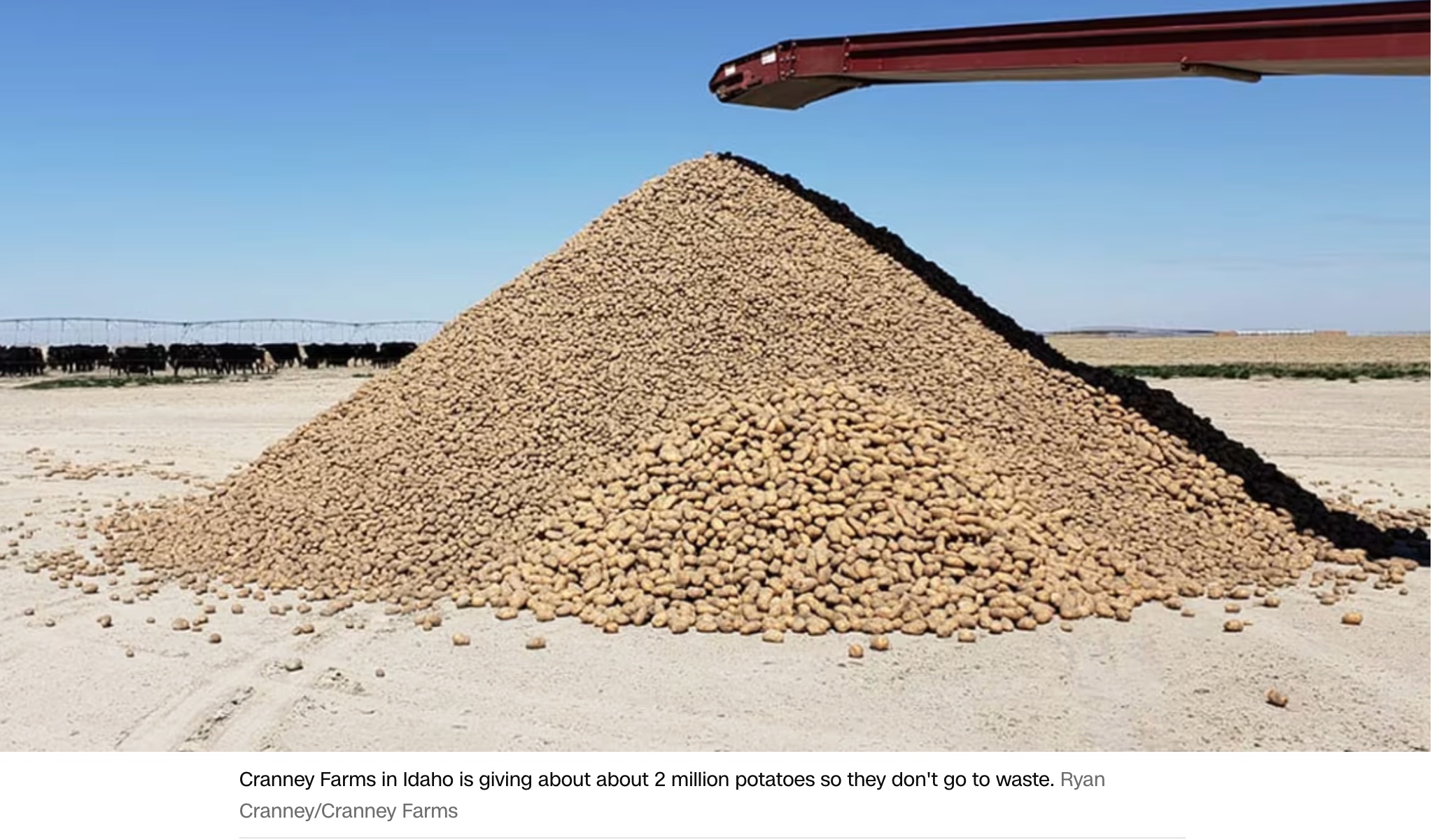 potato glut