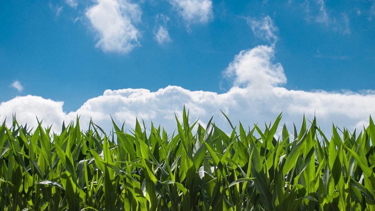 urea production