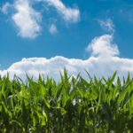 urea production
