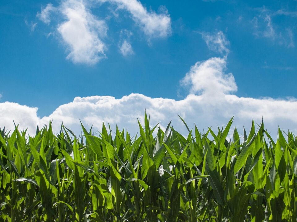 urea production