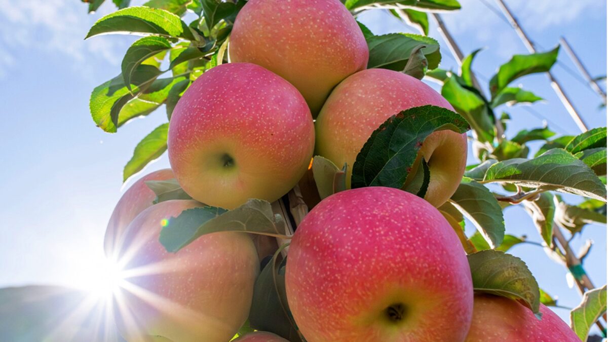 apple research