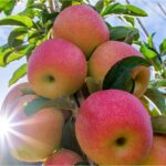 apple research
