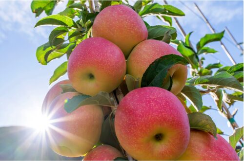 apple research