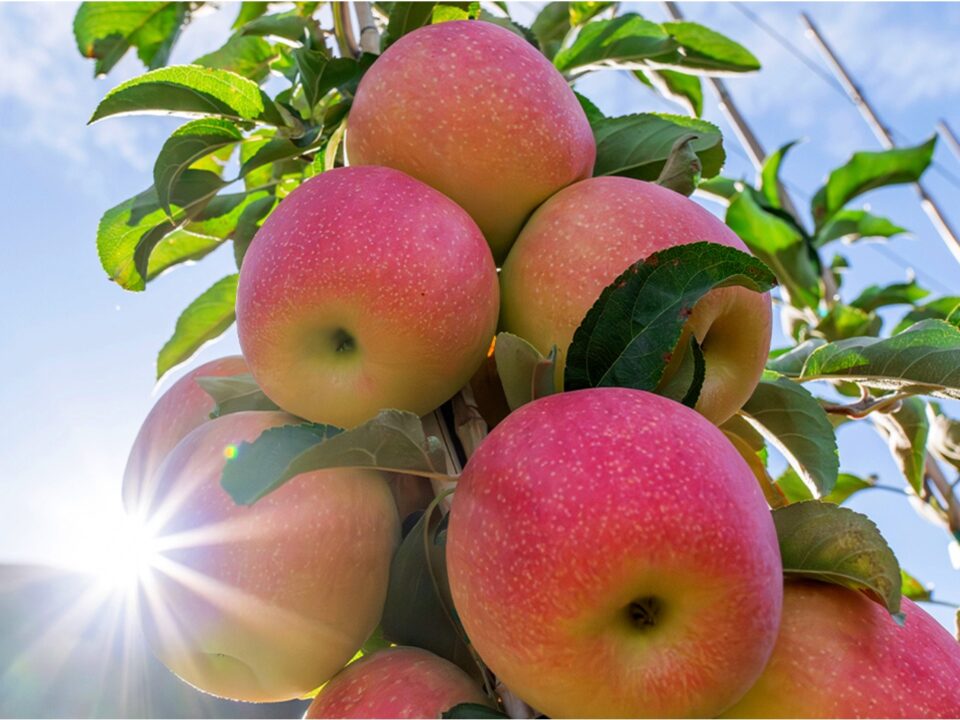 apple research