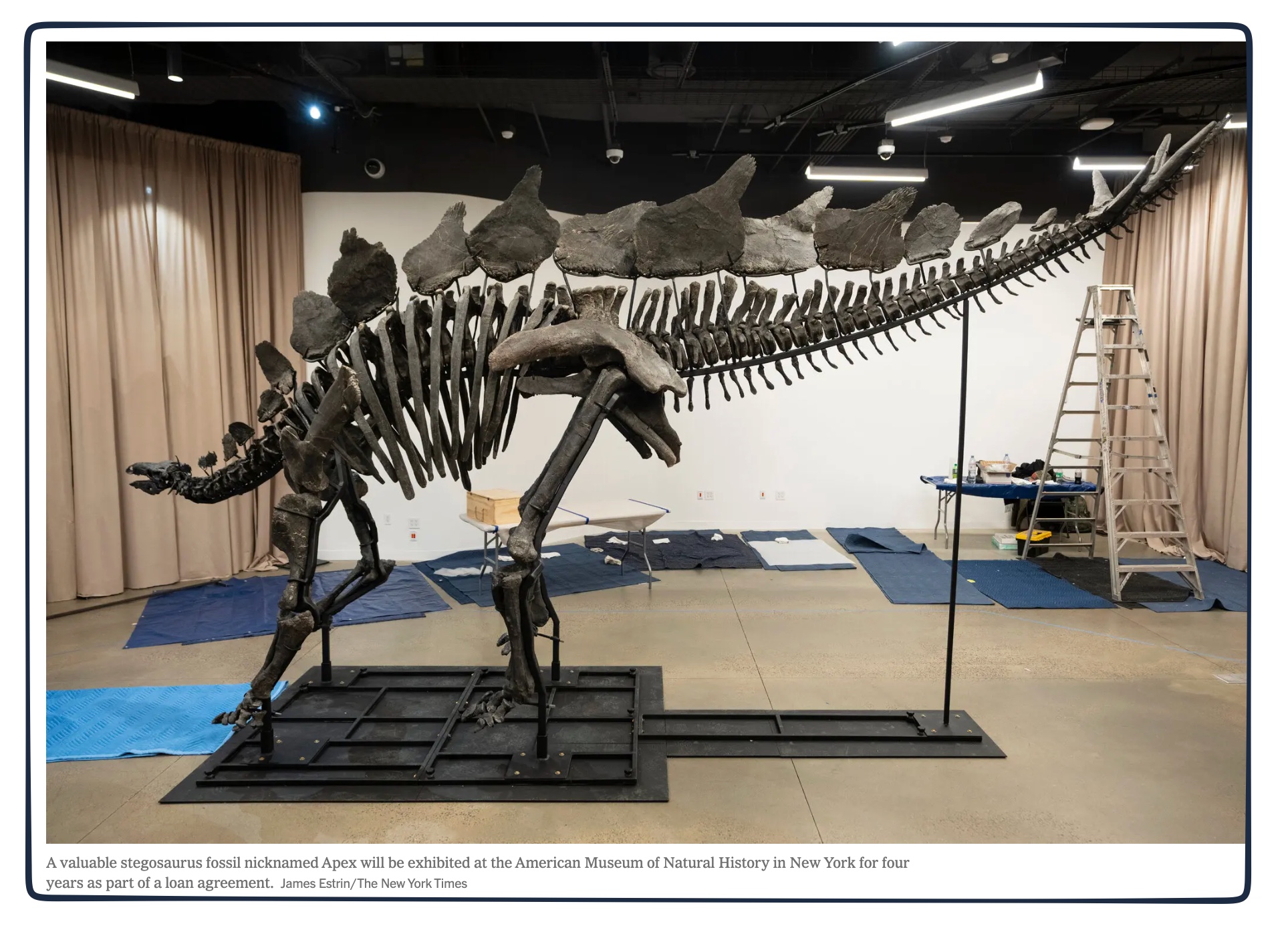 dinosaur markets