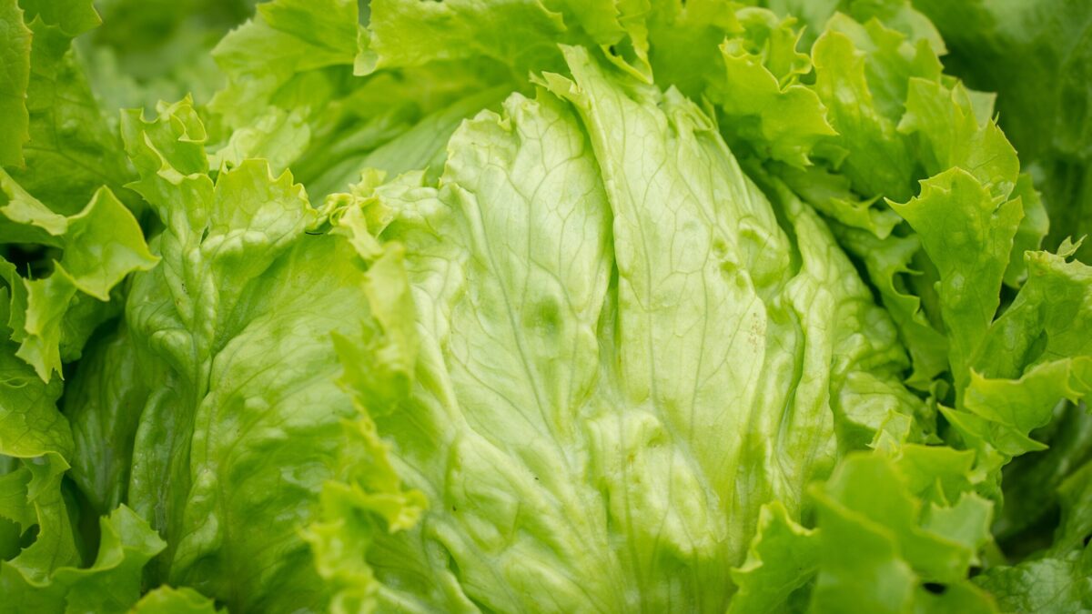 lWeekly Economic News Roundup and ettuce recall costs