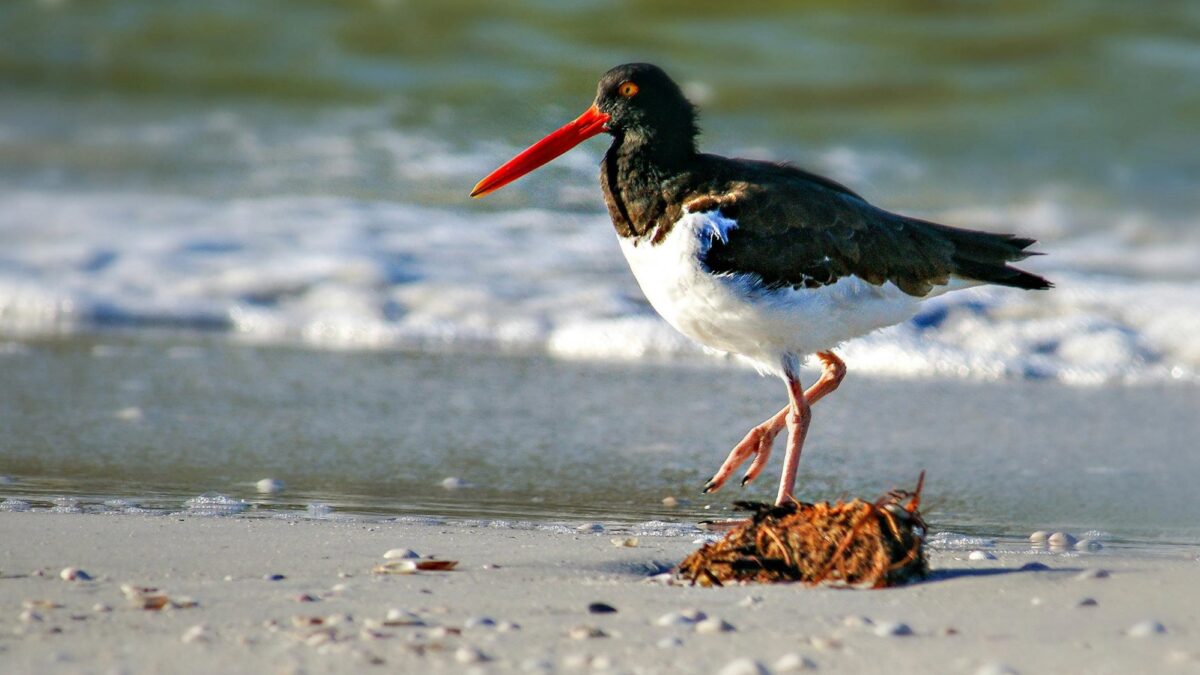 Weekly Roundup and sand demand