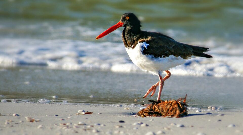 Weekly Roundup and sand demand