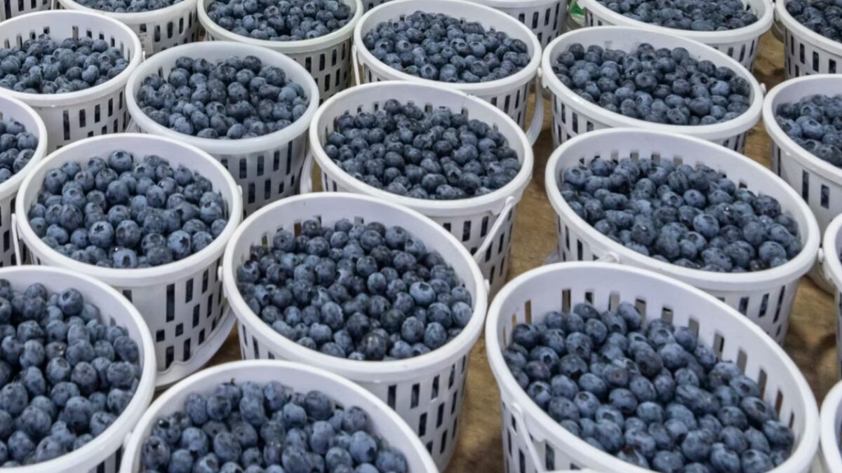 blueberries in China