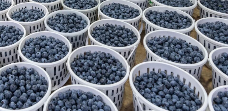 blueberries in China