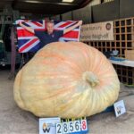 giant pumpkin