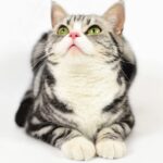 economic news roundup and pet spending