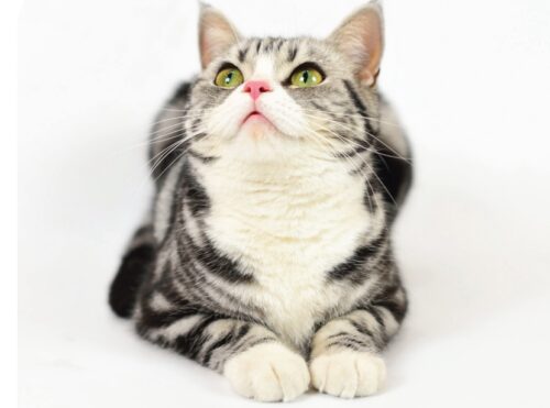 economic news roundup and pet spending